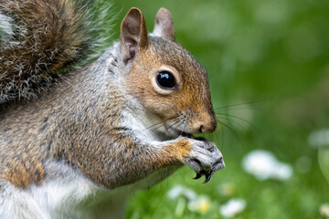 squirrel in the park