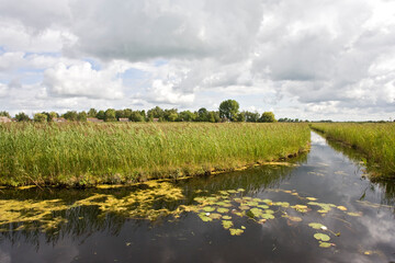 Weerribben, Overijssel, Netherlands