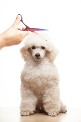 image of dog hand scissors white background