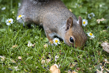 squirrel on the grass