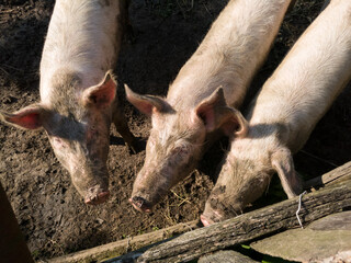 Three dirty pigs stands near a wooden fence of pig pen, livestock cultivation at countryside