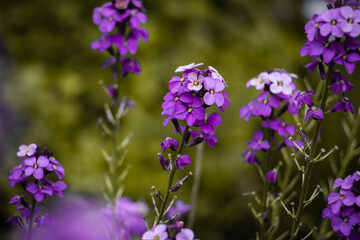 flowers in the garden