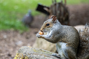 Naklejka na ściany i meble squirrel in the park with a nut