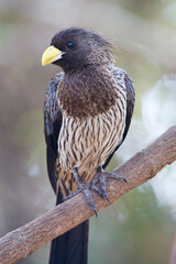 Grijze Bananeneter, Western Grey Plantain-eater, Crinifer piscator