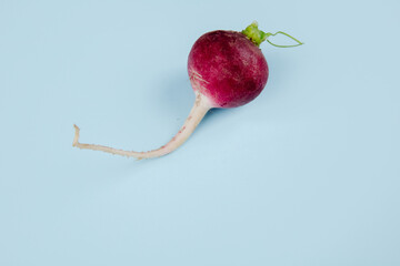 side view of fresh garden radish isolated on blue background