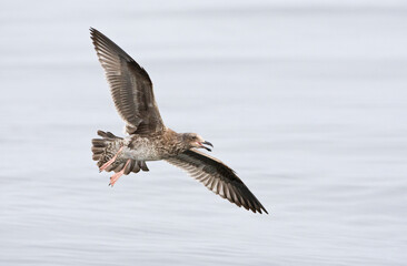 Pacifische Mantelmeeuw, Western Gull, Larus occidentalis