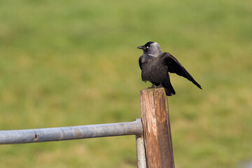 Common Jackdaw, Kauw, Corvus monedula spermologus