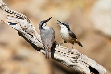 Rotsklever, Western Rock Nuthatch, Sitta neumayer