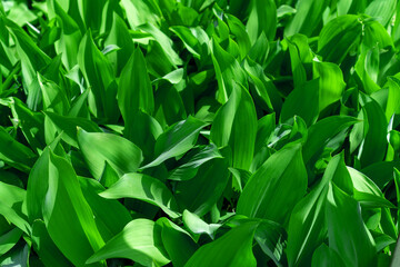 The green leaves of the lily of the valley are illuminated by the sun