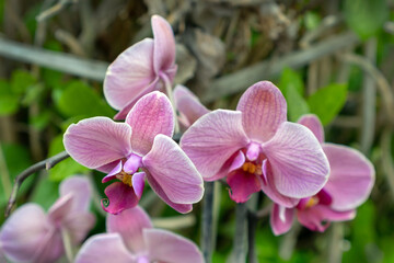 Cute pink blooming orchid in the garden