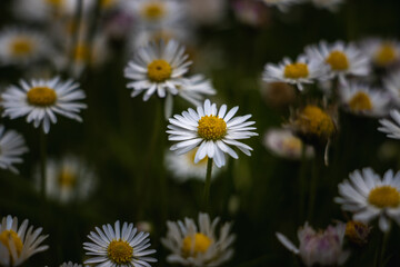 daisies in a field
