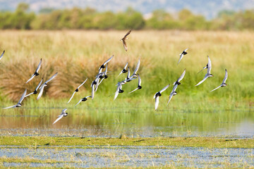 Witwangstern & Witvleugelstern; Whiskered Tern and White-winged Tern