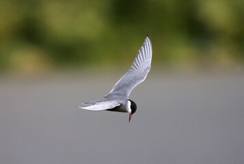 Whiskered Tern, Witwangstern, Chlidonias hybrida