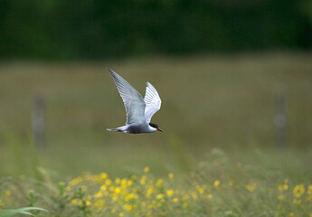 Whiskered Tern, Witwangstern, Chlidonias hybrida