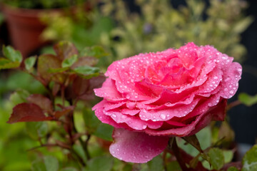 Background image of roses. Colored fresh pastel color roses. Rose bush in the garden. Water drops on flowers. Drops of water close-up on rose petals