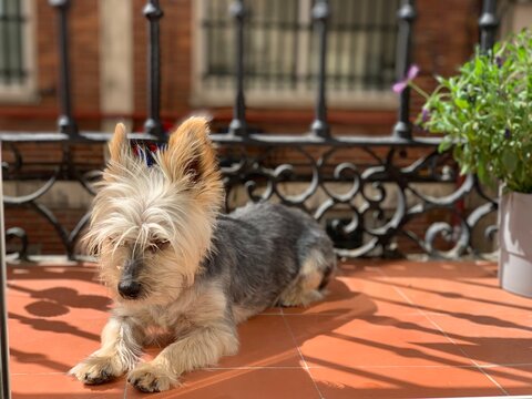 Perro tomando el sol