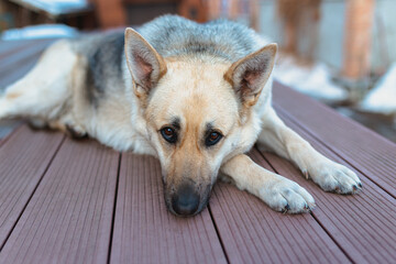 Shepherd dog looking aside and laying on the floor in home waiting for her owner