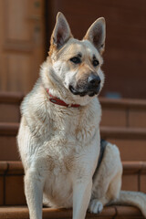 Shepherd dog looking aside and laying on the floor in home waiting for her owner