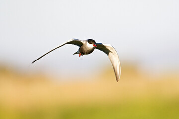 Witwangstern, Whiskered Tern, Chlidonias hybrida