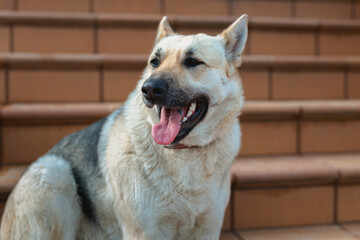Shepherd dog looking aside and laying on the floor in home waiting for her owner