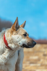 Shepherd dog looking aside and sits in outdoor near of home waiting for her owner