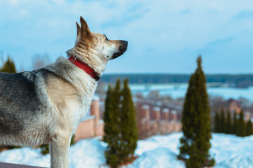 Shepherd dog looking aside and sits in outdoor near of home waiting for her owner