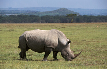 Obraz premium White Rhinocerous, Witte neushoorn, Ceratotherium simum
