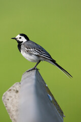 Witte Kwikstaart, White Wagtail, Motacilla alba