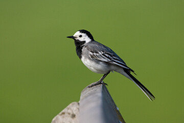 Witte kwikstaart, White Wagtail, Motacilla alba