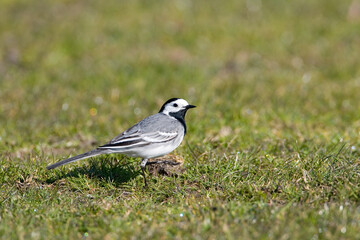 White Wagtail, Witte Kwikstaart, Motacilla alba