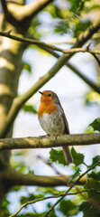 robin perched on a branch