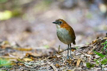 Roodrugmierpitta, White-bellied Antpitta, Grallaria hypoleuca