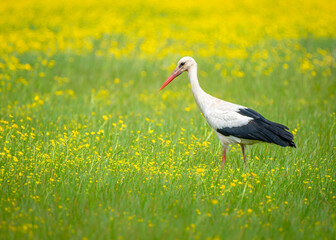White Stork Ciconia ciconia in Spring foraging a green grass meadow with wild yellow buttercup flowers