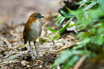 Roodrugmierpitta, White-bellied Antpitta, Grallaria hypoleuca