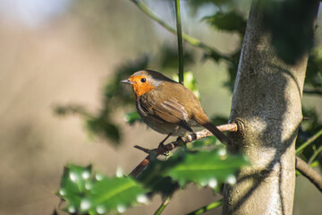 robin perched on a branch