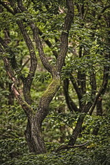 trees in the forest in summer 