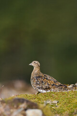 Witbuikkwartelsnip, White-bellied Seedsnipe, Attagis malouinus