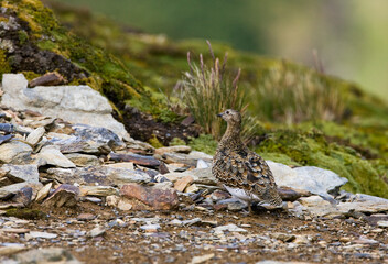 Witbuikkwartelsnip, White-bellied Seedsnipe, Attagis malouinus