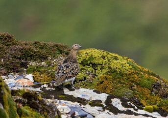 Witbuikkwartelsnip, White-bellied Seedsnipe, Attagis malouinus