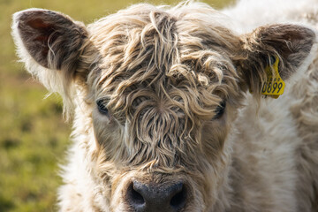 Fototapeta premium cow close up