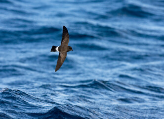 White-bellied Storm Petrel, Fregetta grallaria