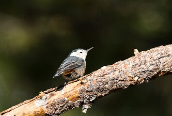 Witborst-boomklever, White-breasted Nuthatch, Sitta carolinensis