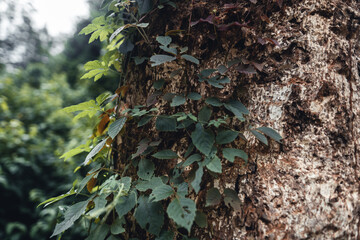 leaves in the forest Low angle view of beech forest in springtime