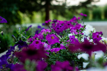 Obraz premium flowers in the garden