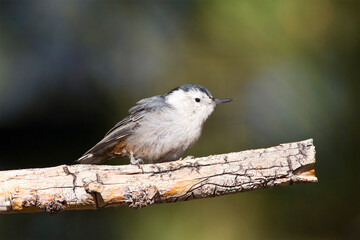 Witborst-boomklever, White-breasted Nuthatch, Sitta carolinensis