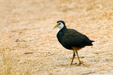 White-breasted Waterhen, Amaurornis phoenicurus