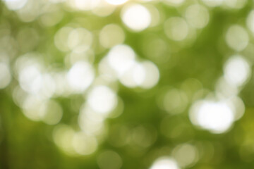 Abstract blurred green background sunlight
