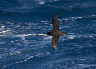 Witkinstormvogel, White-chinned Petrel, Procellaria aequinoctialis