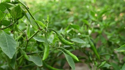 Footage of chili plant filled with green chilies