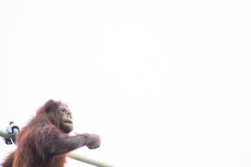 オランウータン © 元木文佳